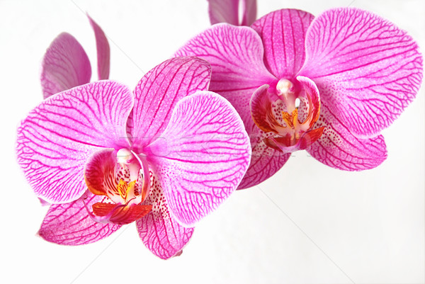 Pink orchid Stock photo © fyletto