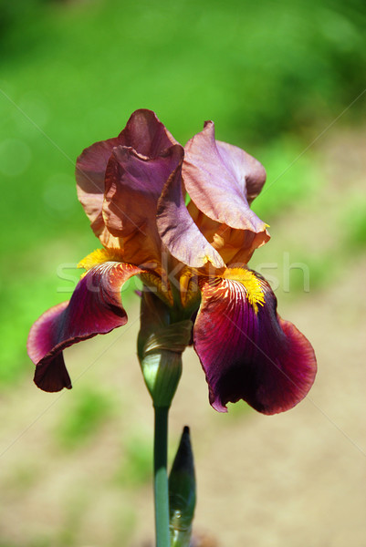 Iris flor borroso verde primavera naturaleza Foto stock © fyletto