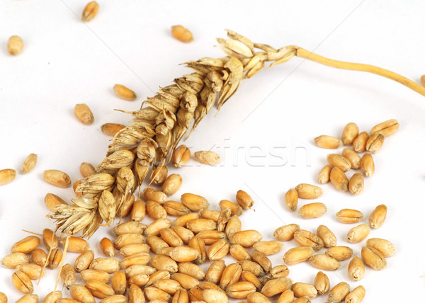 耳 穀物 小麦 孤立した 工場 ストックフォト © fyletto