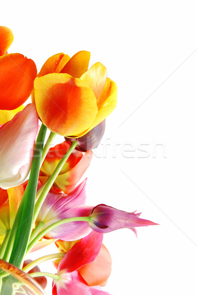 Tulipánok köteg gyönyörű tavaszi virágok színes fehér Stock fotó © fyletto