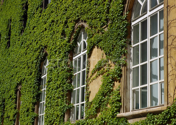 Wall with wild wine Stock photo © fyletto