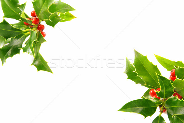 Karácsony dekoráció izolált bogyók fehér levél Stock fotó © fyletto