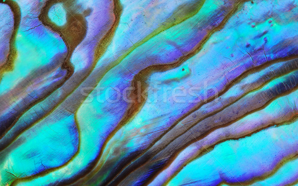 Perle texture macro mer shell [[stock_photo]] © fyletto