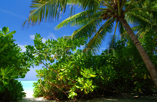 Trópusi édenkert Maldív-szigetek kókuszpálma kilátás tenger Stock fotó © fyletto