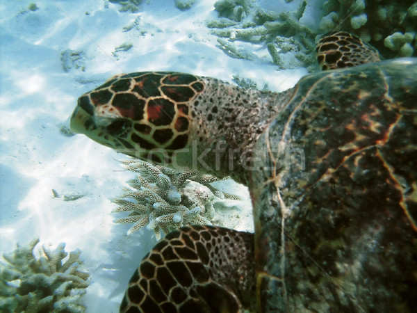 Teknős korallzátony tenger úszik különböző hal Stock fotó © fyletto