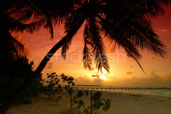 Naplemente Maldív-szigetek gyönyörű színes tenger pálma Stock fotó © fyletto
