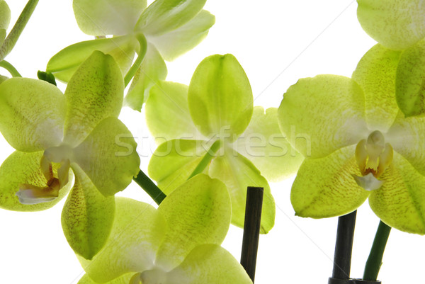 Gyönyörű orchidea citromsárga izolált fehér virág Stock fotó © fyletto