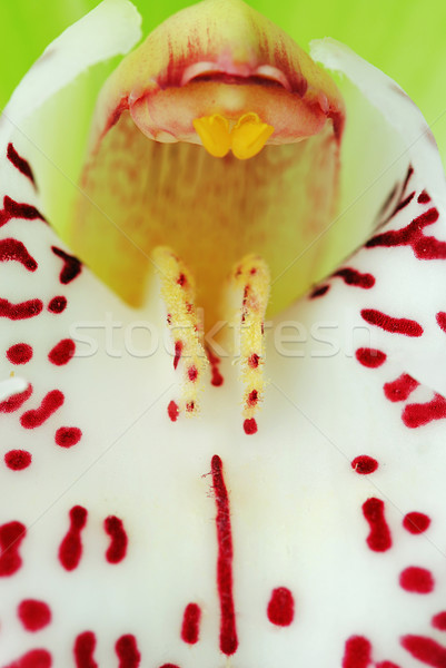 Orchidea zöld makró igazi részlet virág Stock fotó © fyletto