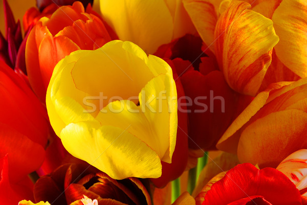 Stock fotó: Tulipánok · köteg · gyönyörű · tavaszi · virágok · színes · húsvét
