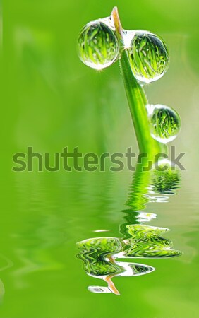 Rugiada gocce d'acqua cadere acqua primavera erba Foto d'archivio © fyletto