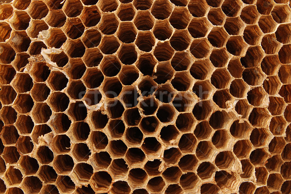 Hornet nest Stock photo © fyletto