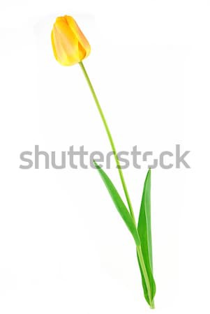 Jaune tulipe belle laisse blanche Pâques [[stock_photo]] © fyletto
