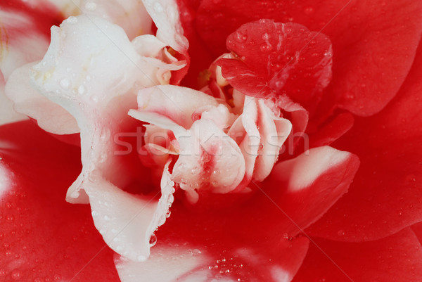 Camellia  Stock photo © fyletto