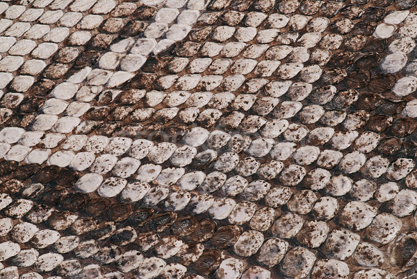 Serpiente piel detalle real escalas patrón Foto stock © fyletto