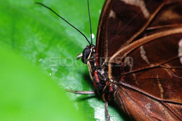 бабочка подробность красивой тропические сидят зеленый лист Сток-фото © fyletto