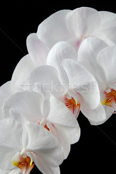 Foto stock: Blanco · orquídeas · luna · gotas · agua · aislado