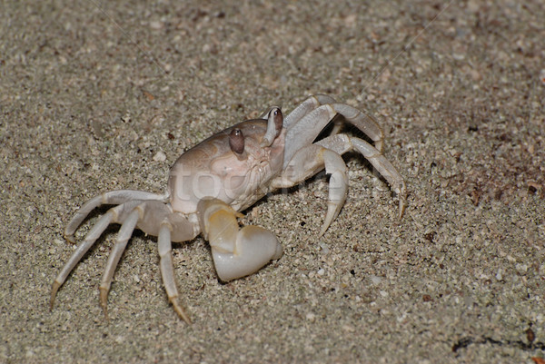 Crab Stock photo © fyletto