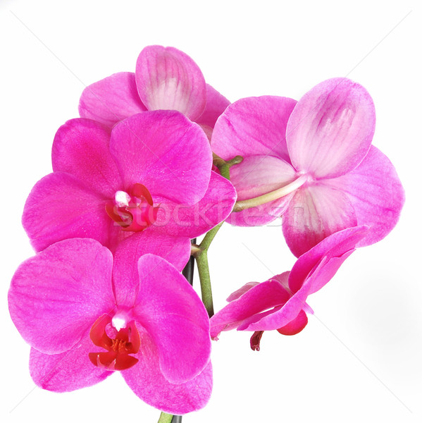 Orchid Stock photo © fyletto