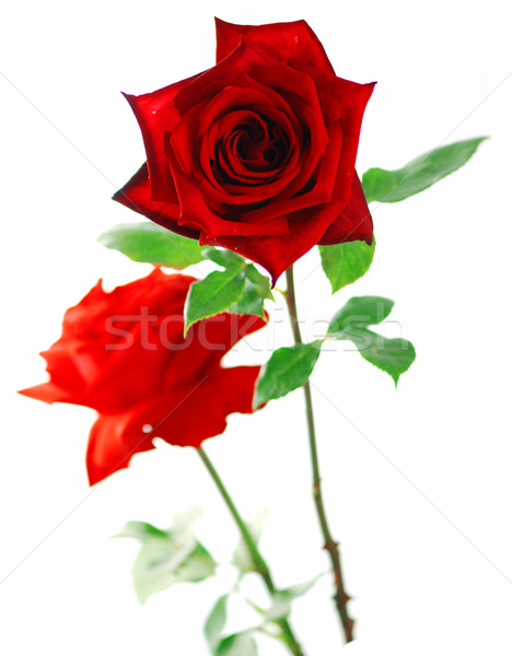 [[stock_photo]]: Rose · Red · laisse · belle · isolé · blanche · printemps