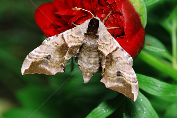 Moth and flower Stock photo © fyletto