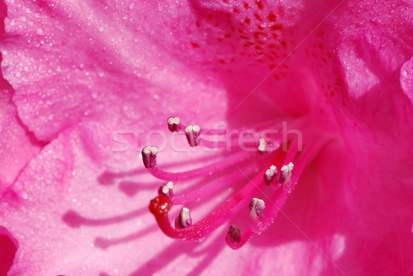 Rhododendron macro Stock photo © fyletto