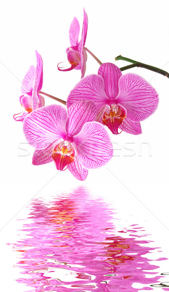 Różowy Orchidea refleksji piękna kwiat charakter Zdjęcia stock © fyletto