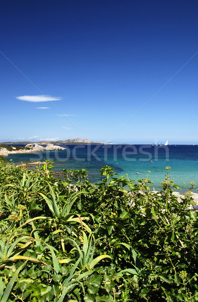 Stony beach Stock photo © fyletto