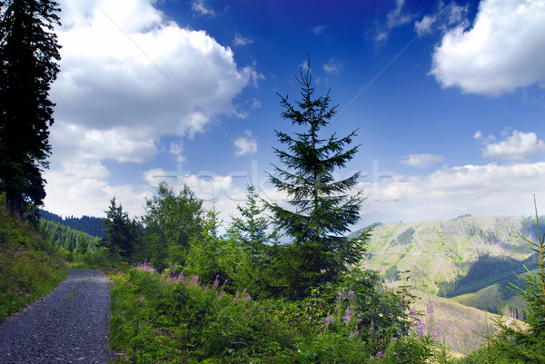 Alpine meadow and road Stock photo © fyletto