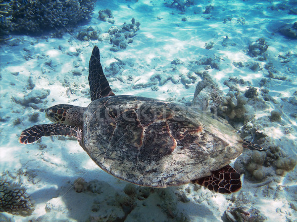 Stock foto: Schildkröte · Korallenriff · Meer · Schwimmen · unterschiedlich · Fisch