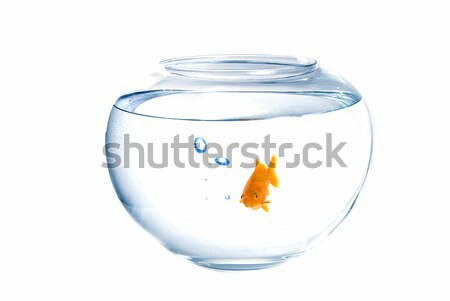 Goldfish Stock photo © fyletto