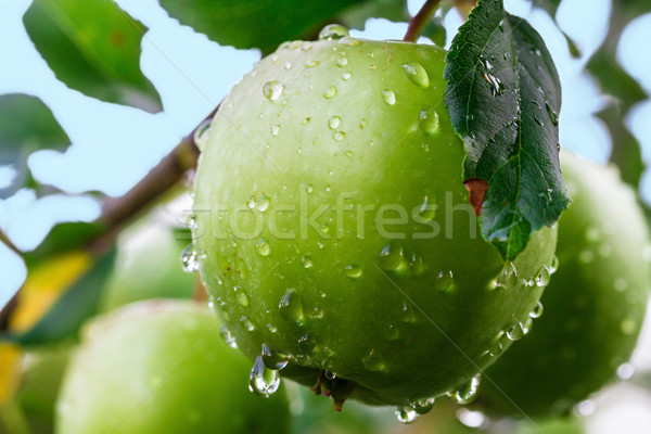 Yeşil elma şube bahçe ağaç doğa Stok fotoğraf © g215