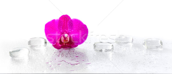 Rosa orchidea rugiada riflessione fiore primavera Foto d'archivio © g215
