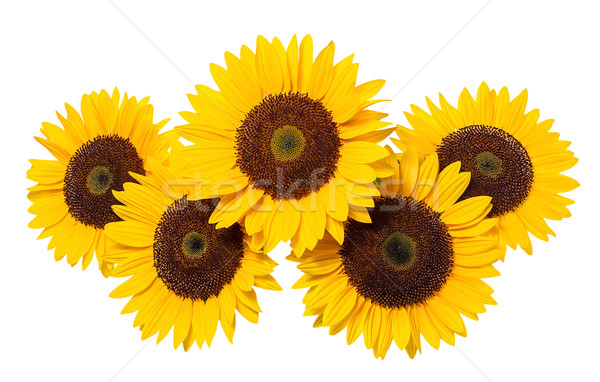 Sonnenblumen weiß Sonne Schönheit Sommer Farbe Stock foto © g215