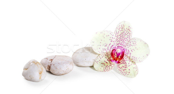 orchid and zen Stones on a white background  Stock photo © g215