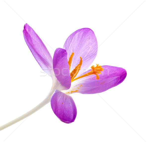 Crocus flower closeup on white background  Stock photo © g215