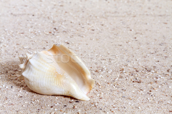 Foto stock: Conchas · praia · sol · mar · fundo · verão