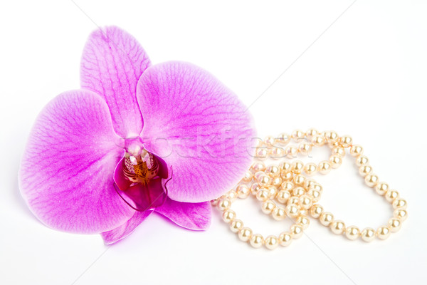 Orchid with a pearl necklace. Stock photo © g215