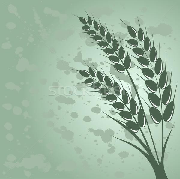 Stock photo: Ear of wheat in the grange background 