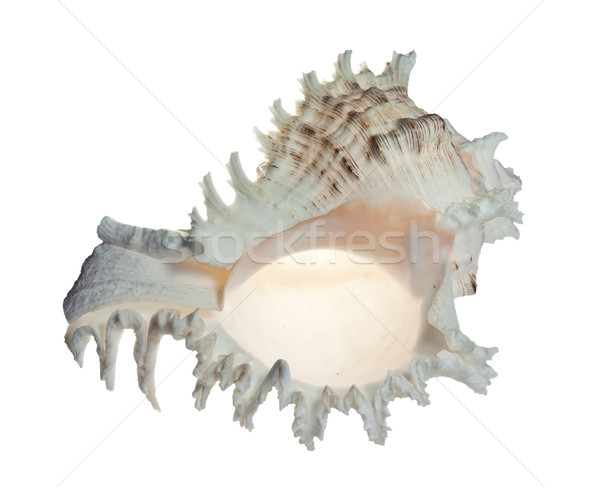 sea shell on a white background Stock photo © g215