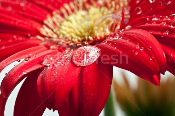 Drop rugiada acqua natura rosso Daisy Foto d'archivio © g215