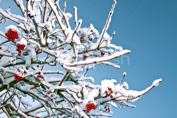 Red berries of Viburnum in the snow on a branch Stock photo © g215