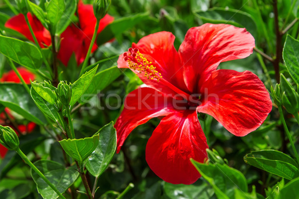Hibiscus floare apă grădină sănătate frumuseţe Imagine de stoc © g215