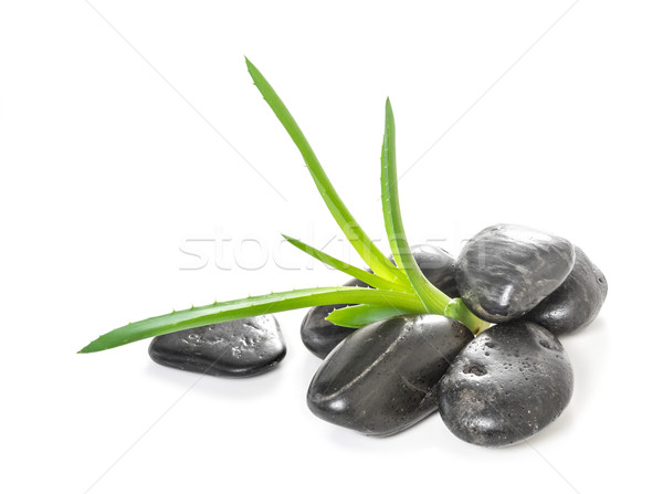 Aloesu pozostawia kamienie zen krople rosa Zdjęcia stock © g215