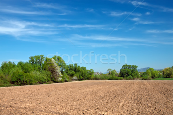 field for tillage  Stock photo © g215