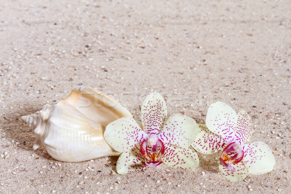 Stock foto: Orchidee · Sand · Strand · Blume · Natur · Blatt