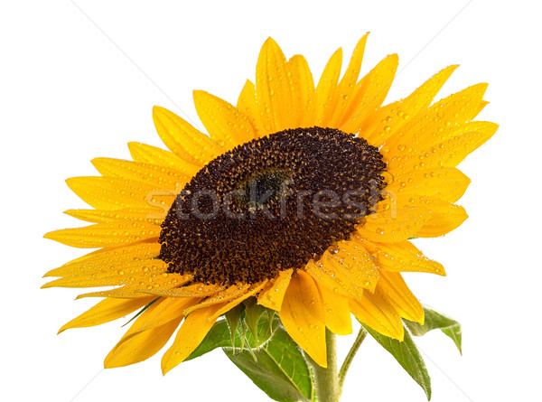 Sunflower on a white background. Stock photo © g215