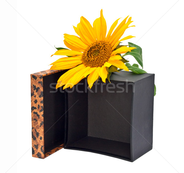 Gift box with flower sunflower isolated on a white background. Stock photo © g215