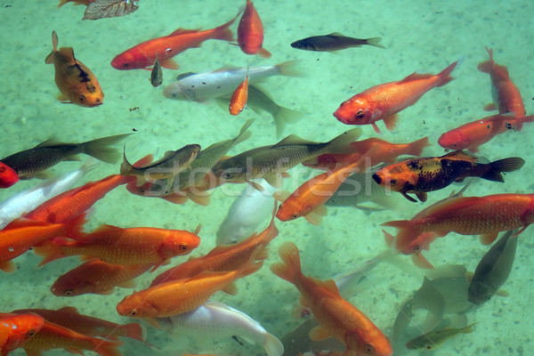 goldfish  Stock photo © g215