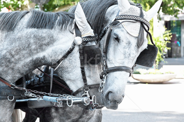 Horses in harness on a city street  Stock photo © g215