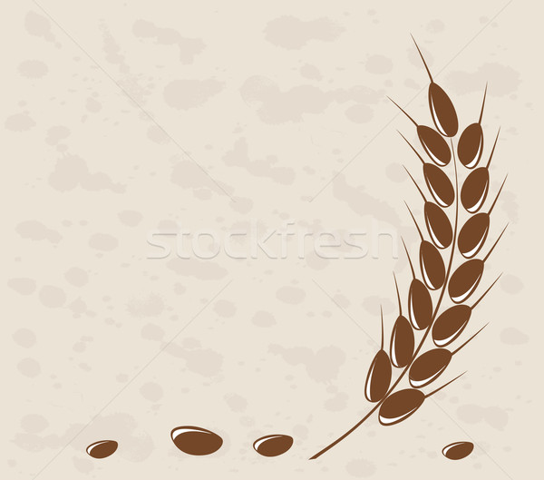Ear of wheat in the grange background Stock photo © g215